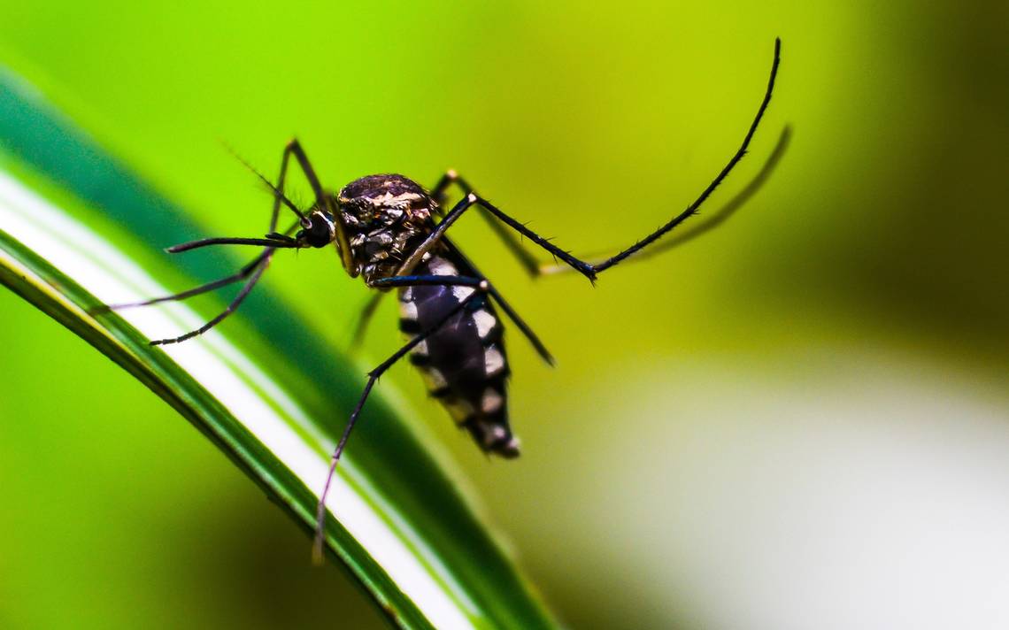 ¡Dengue, Chikungunya Y Zika! Te Contamos Algunos De Sus Síntomas - El ...